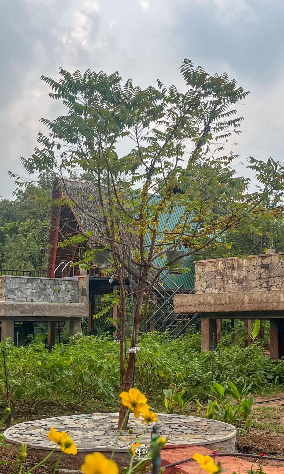 Habarana Tree House Ambasewana Resort Exterior photo